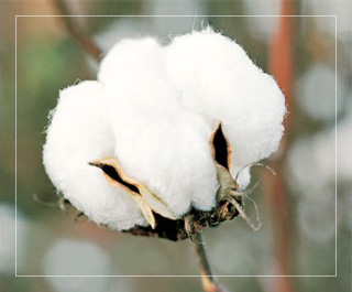 cotton